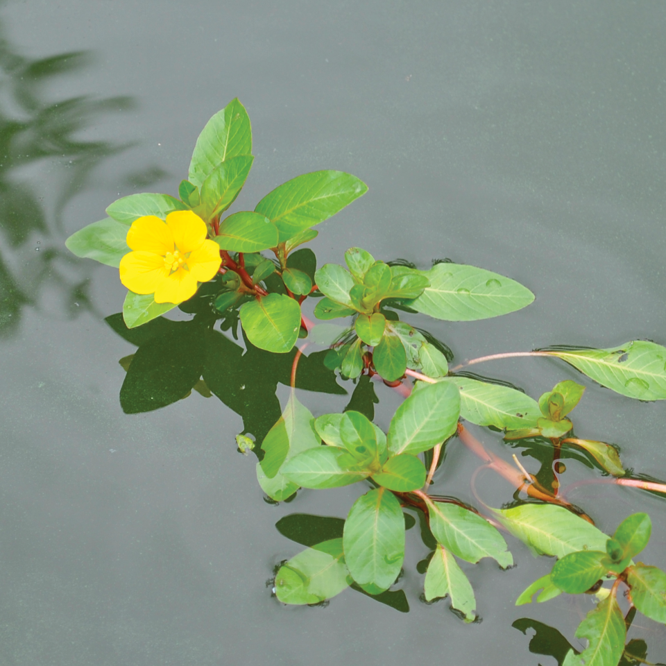 Creeping Water Primrose (Ludwigia peploides)