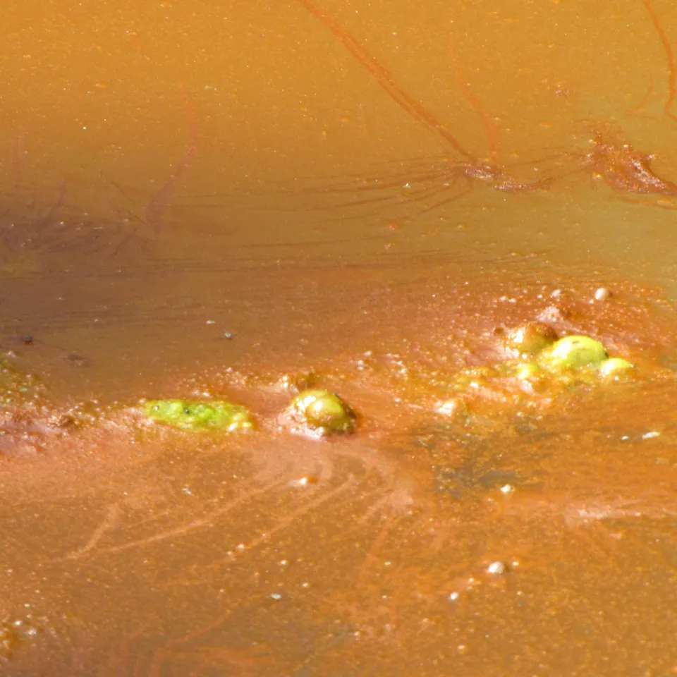 Euglena