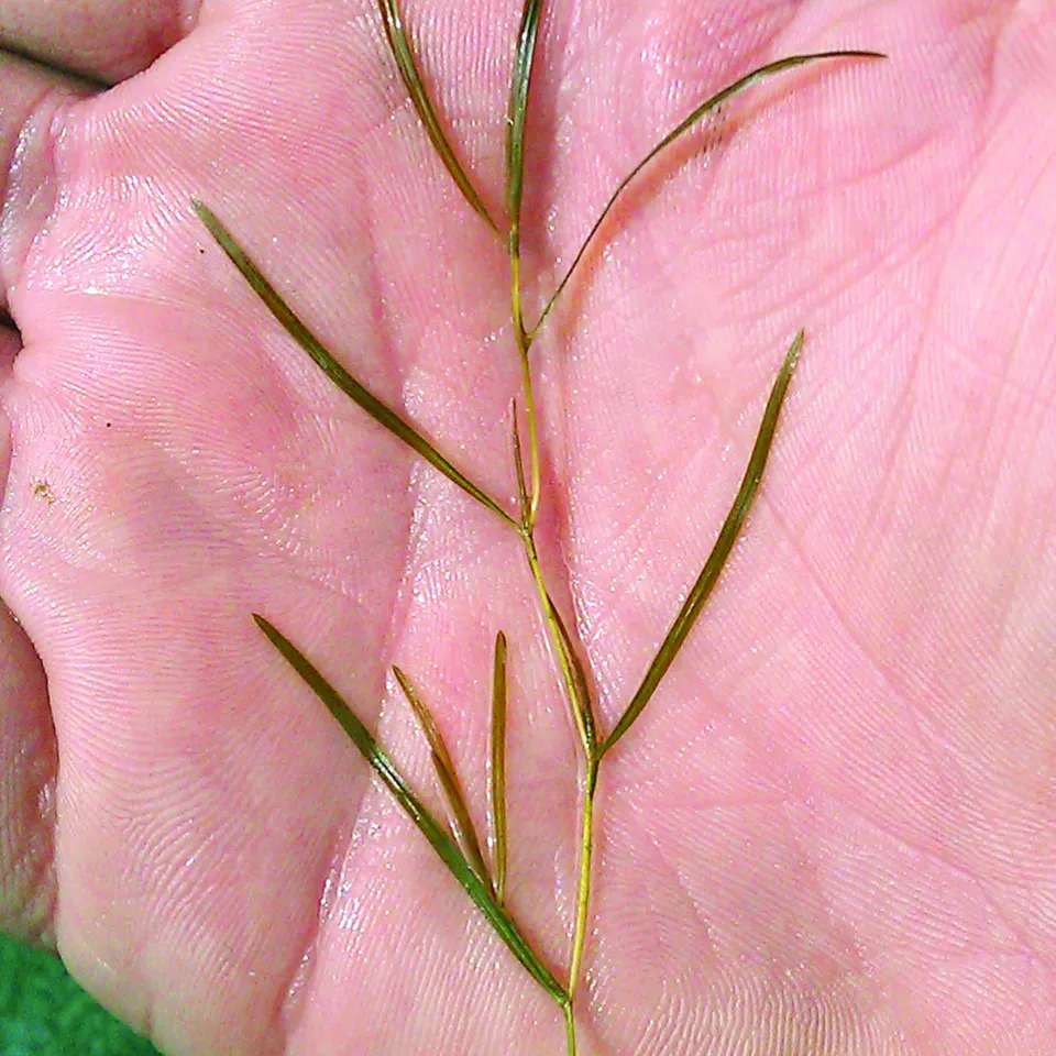 Small pondweed is a perennial, submerged aquatic plant