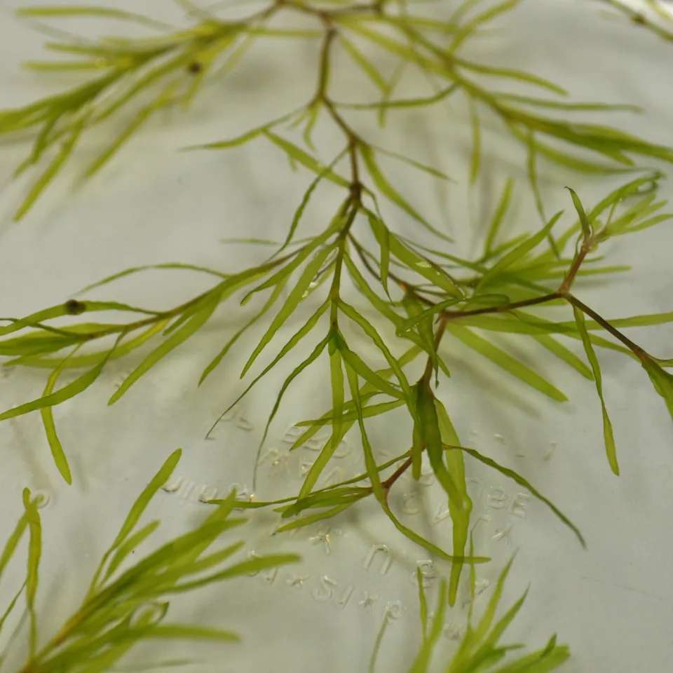 Southern naiad