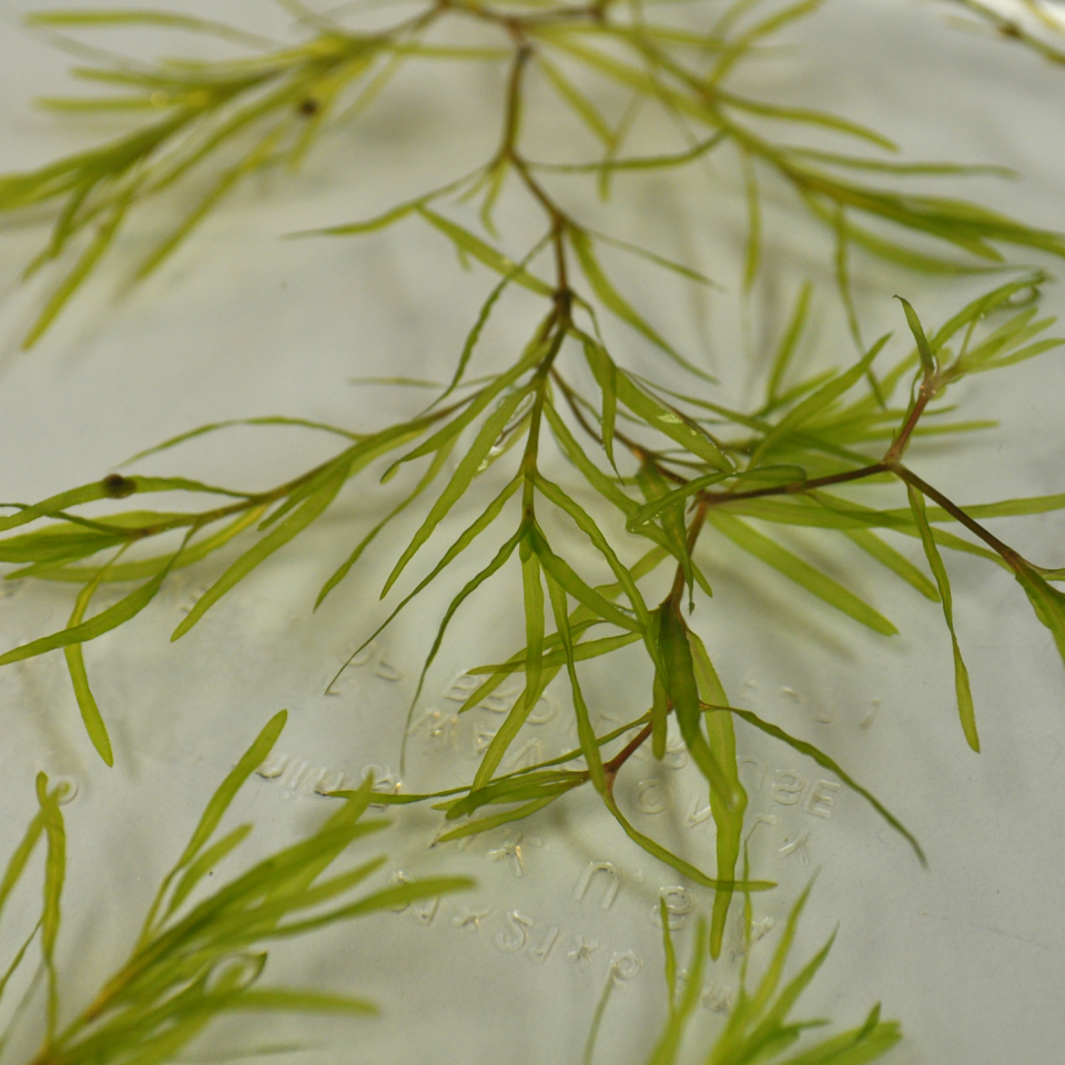 Southern naiad