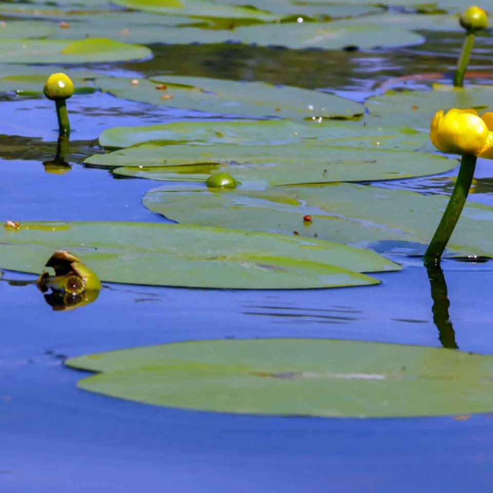 Spatterdock
