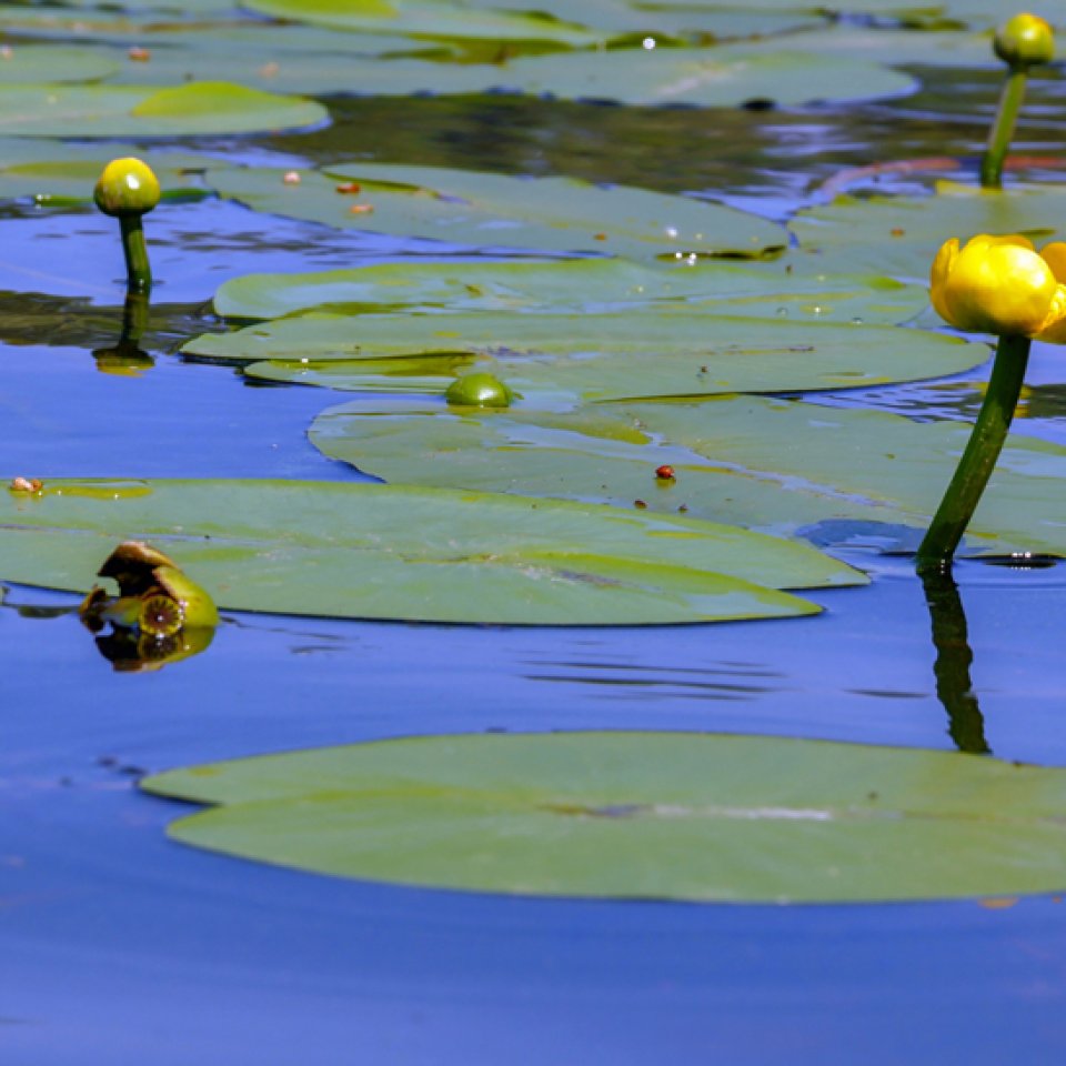 Spatterdock