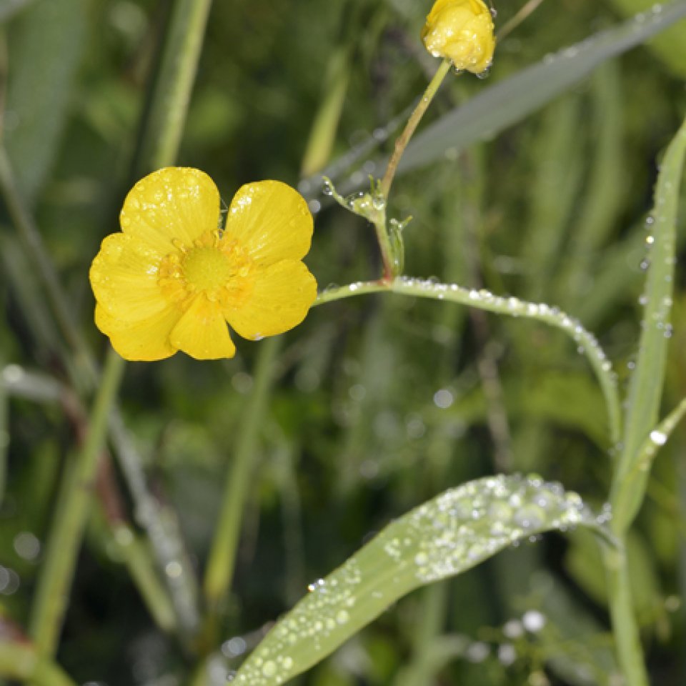 Spearwort, wetland plant