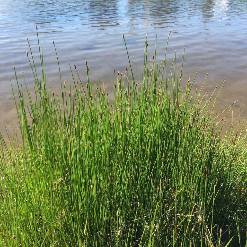 Spike rush (Eleocharis spp.) wetland plant
