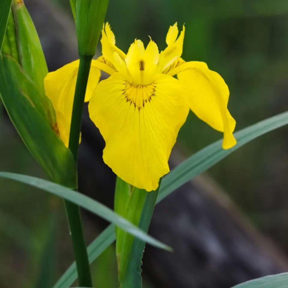 Swamp Iris (Iris pseudacorus) invasive plant 