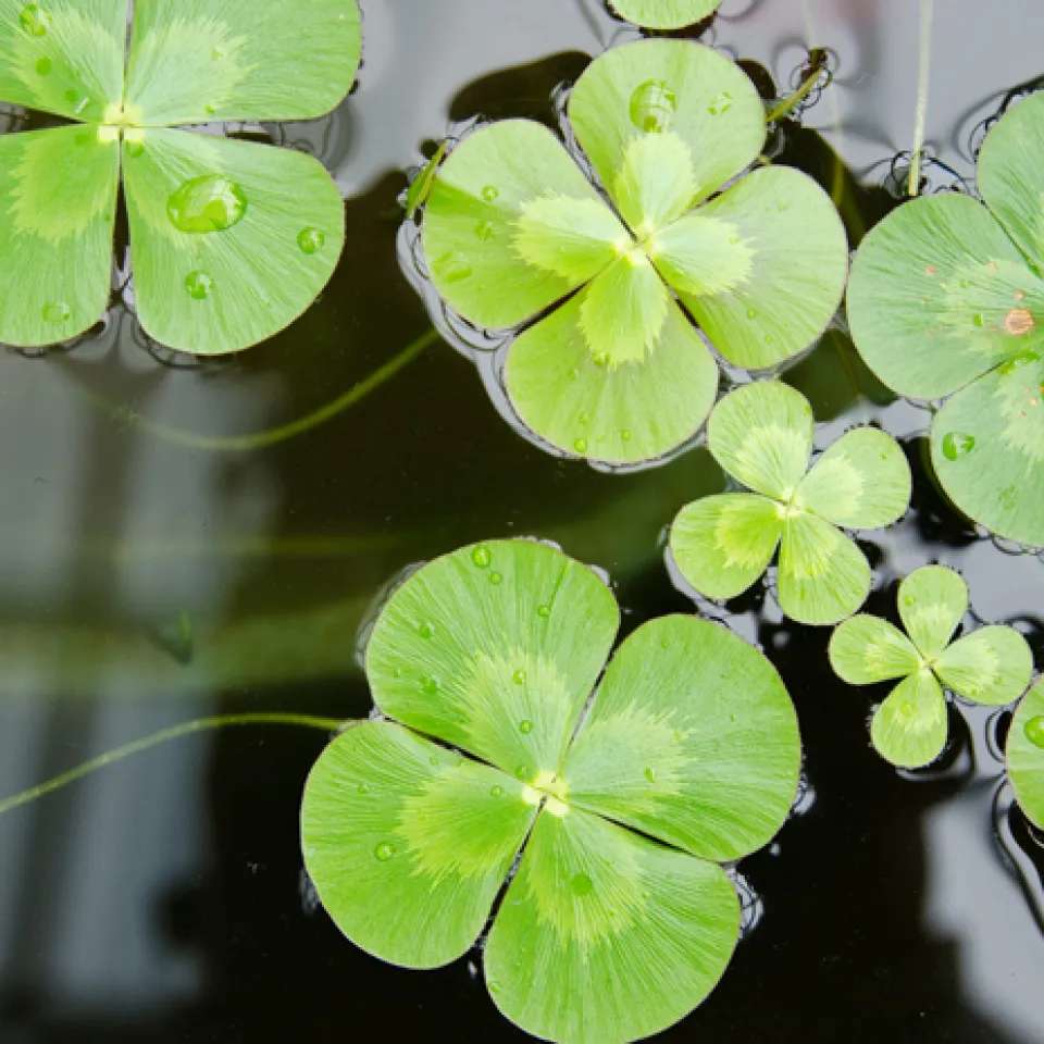 Water clover (Marsilea quadrifolia) 