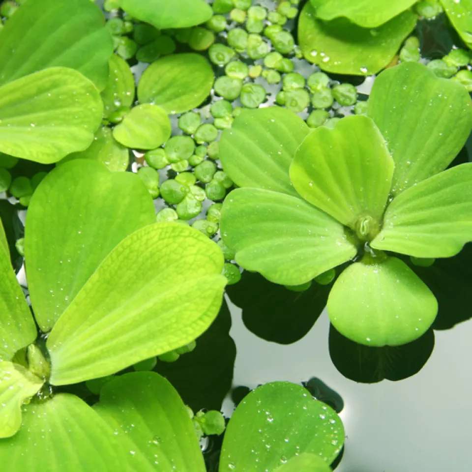 Water lettuce (Pistia stratiotes) aquatic plant 