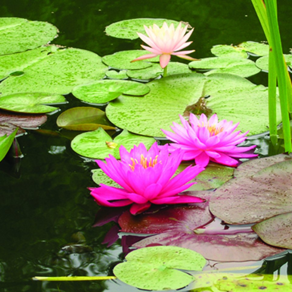 Water lily (Nymphaea spp.)