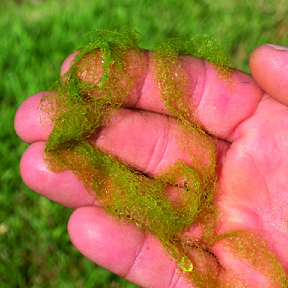 water net algae (Hydrodictyon reticulatum)