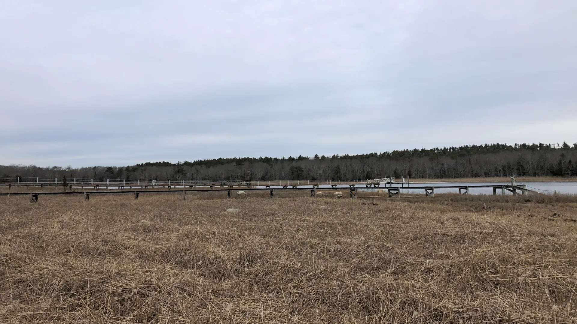 After phragmites treatment and removal 