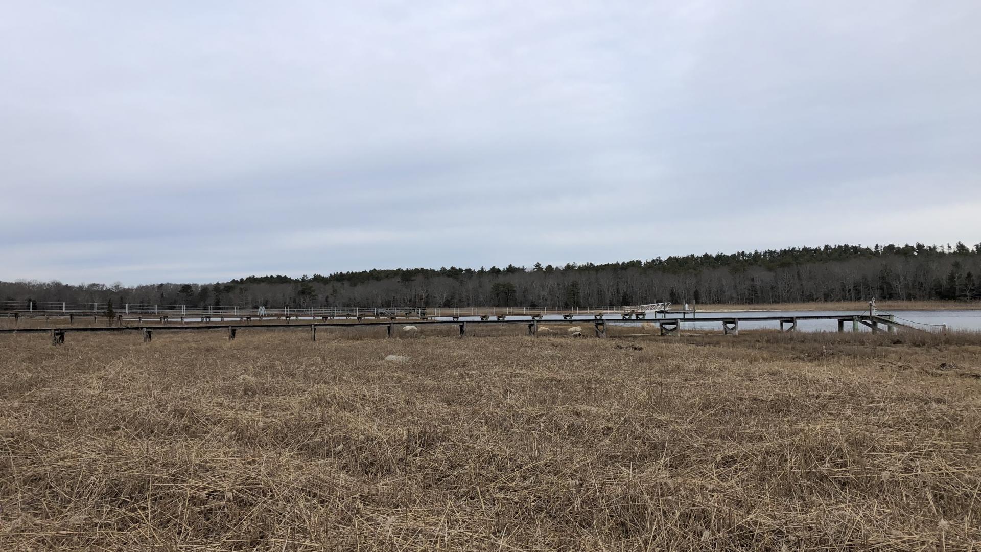 After phragmites treatment and removal 