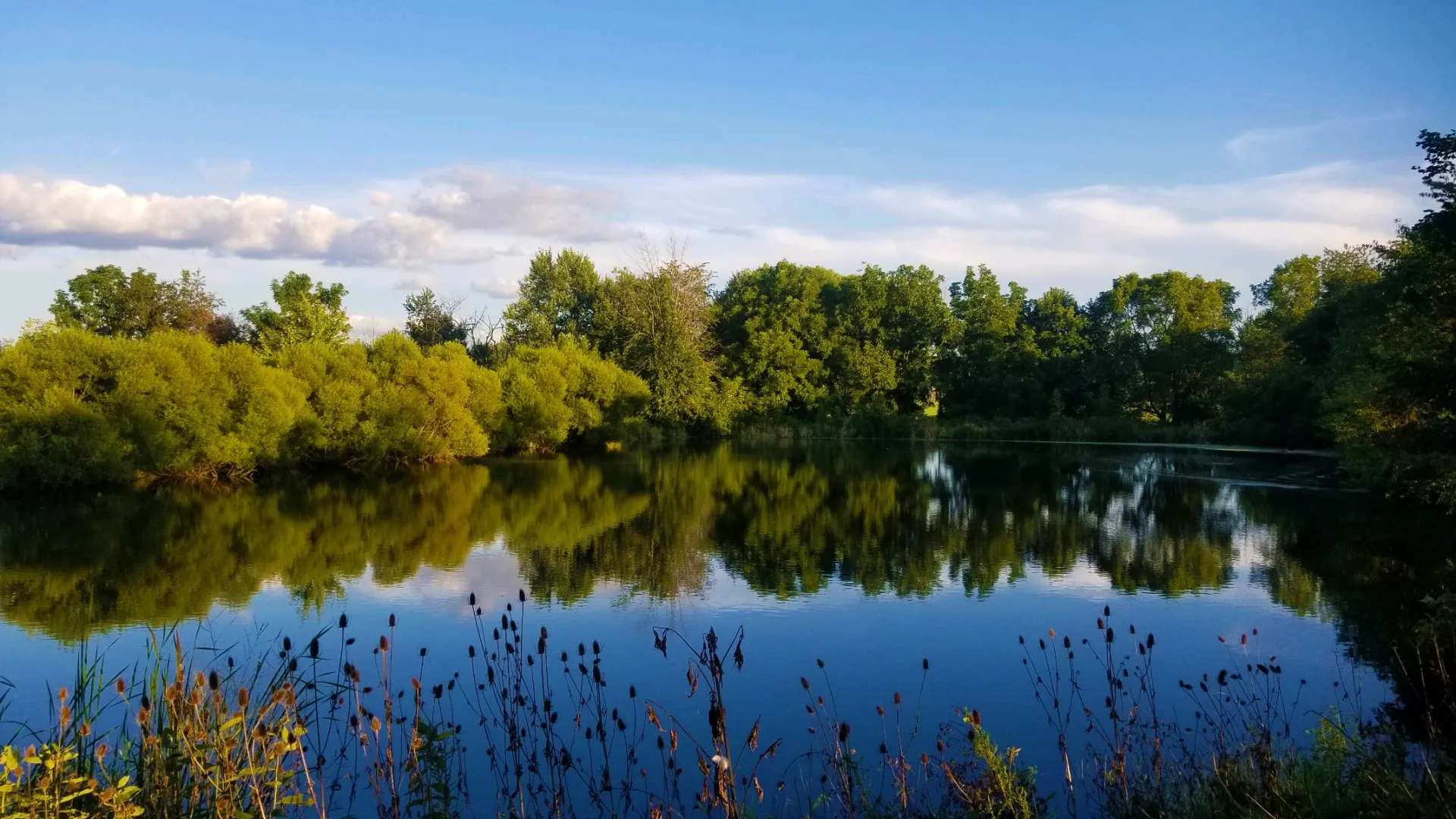 After duckweed control | Jones Lake Management