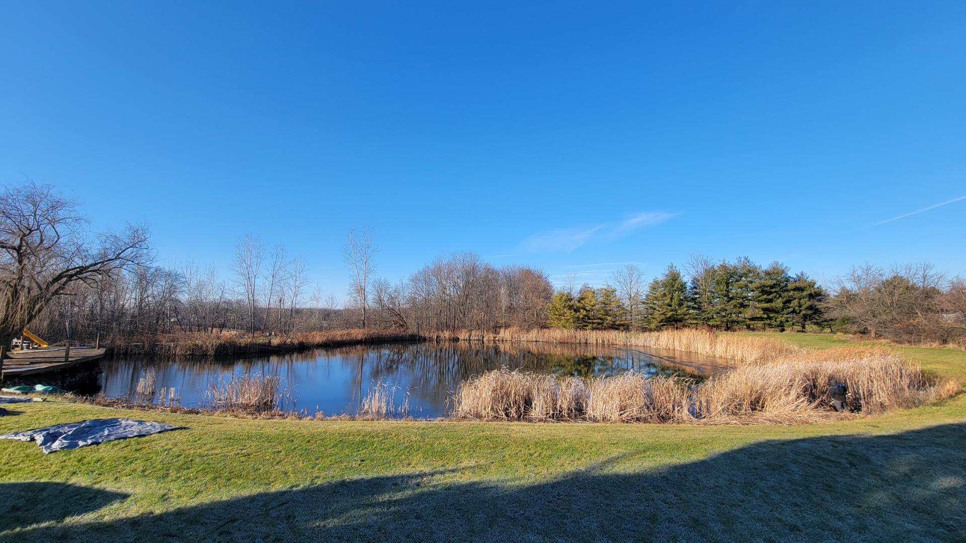 Before cattail removal