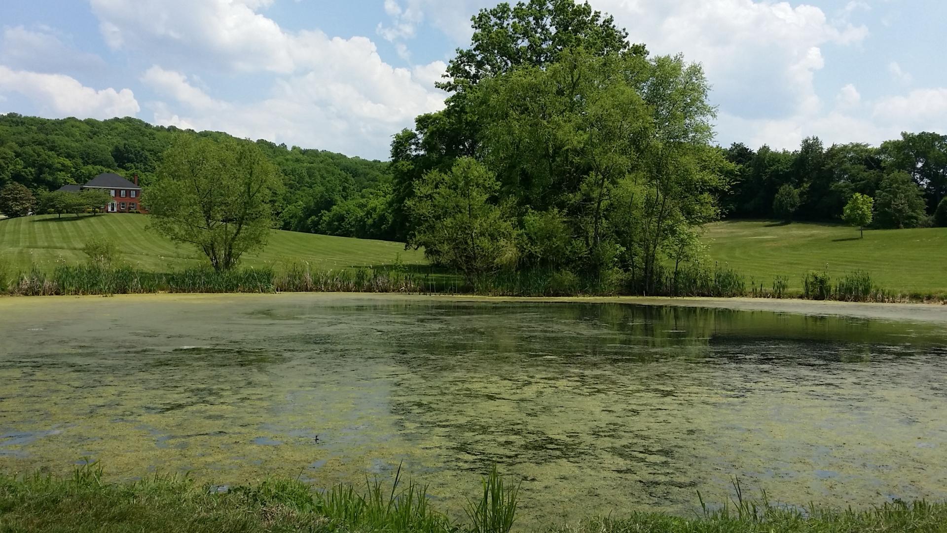 before we implemented our lake management plan