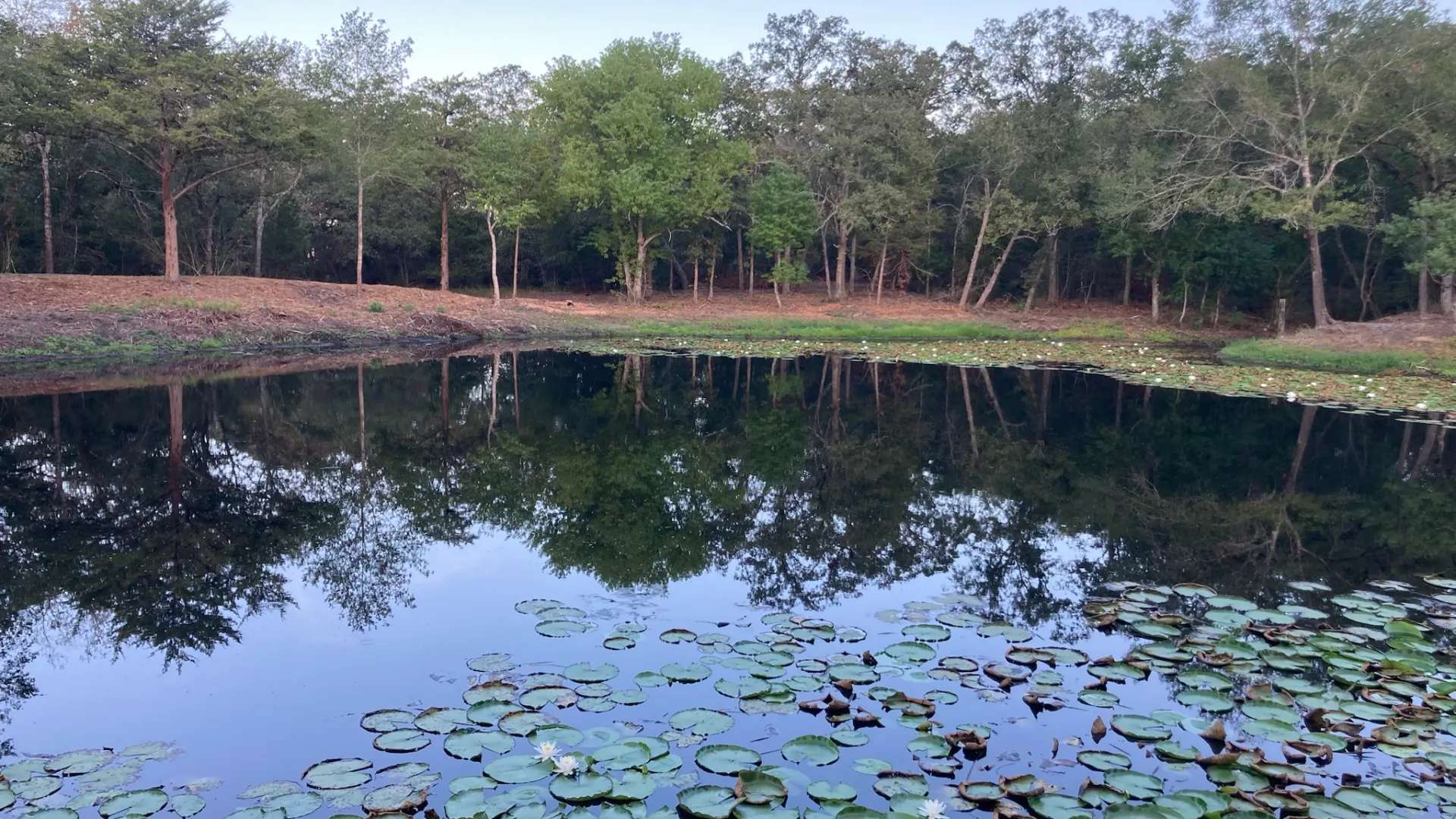 lilies covered most of the water surface