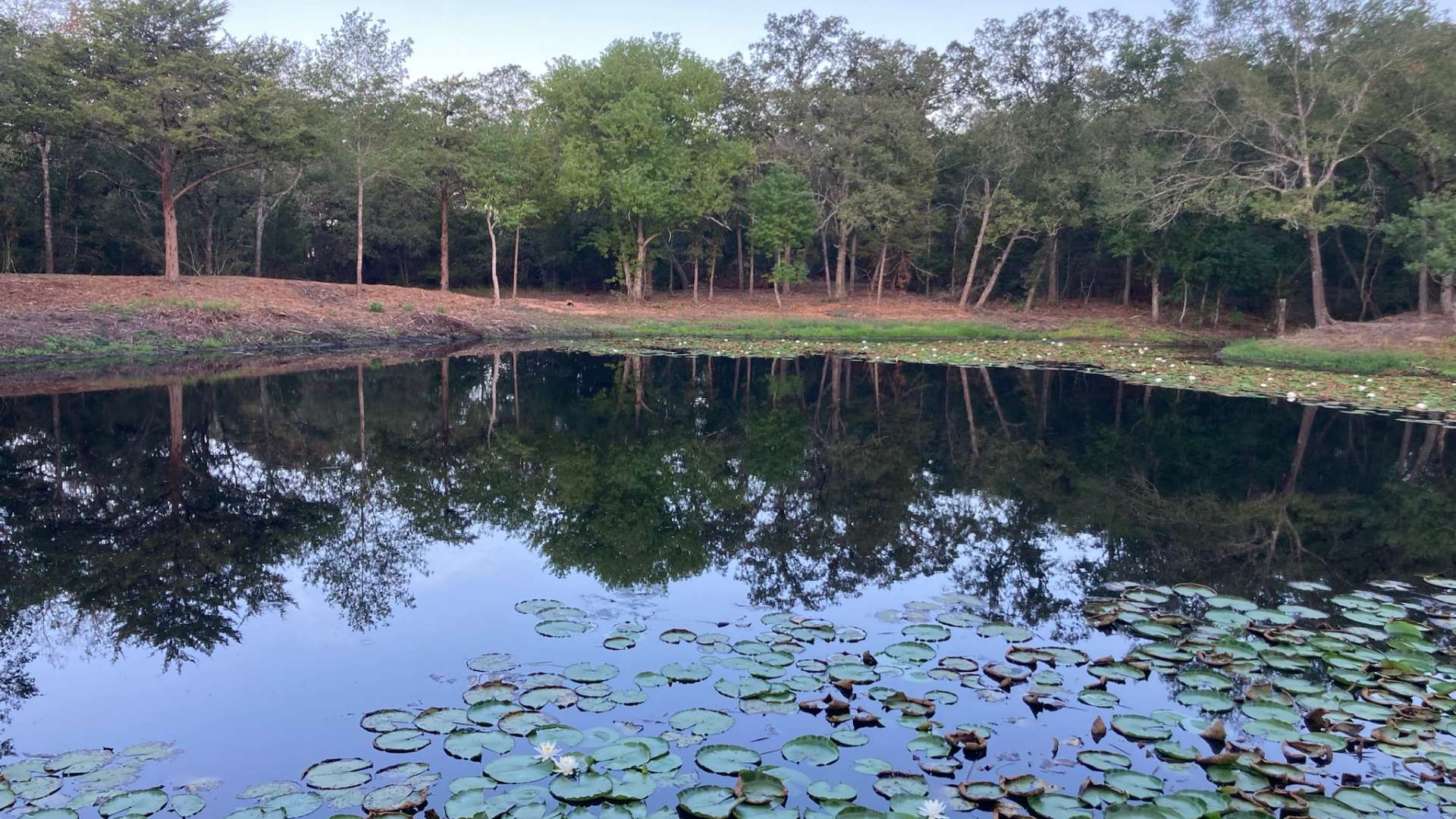 lilies covered most of the water surface