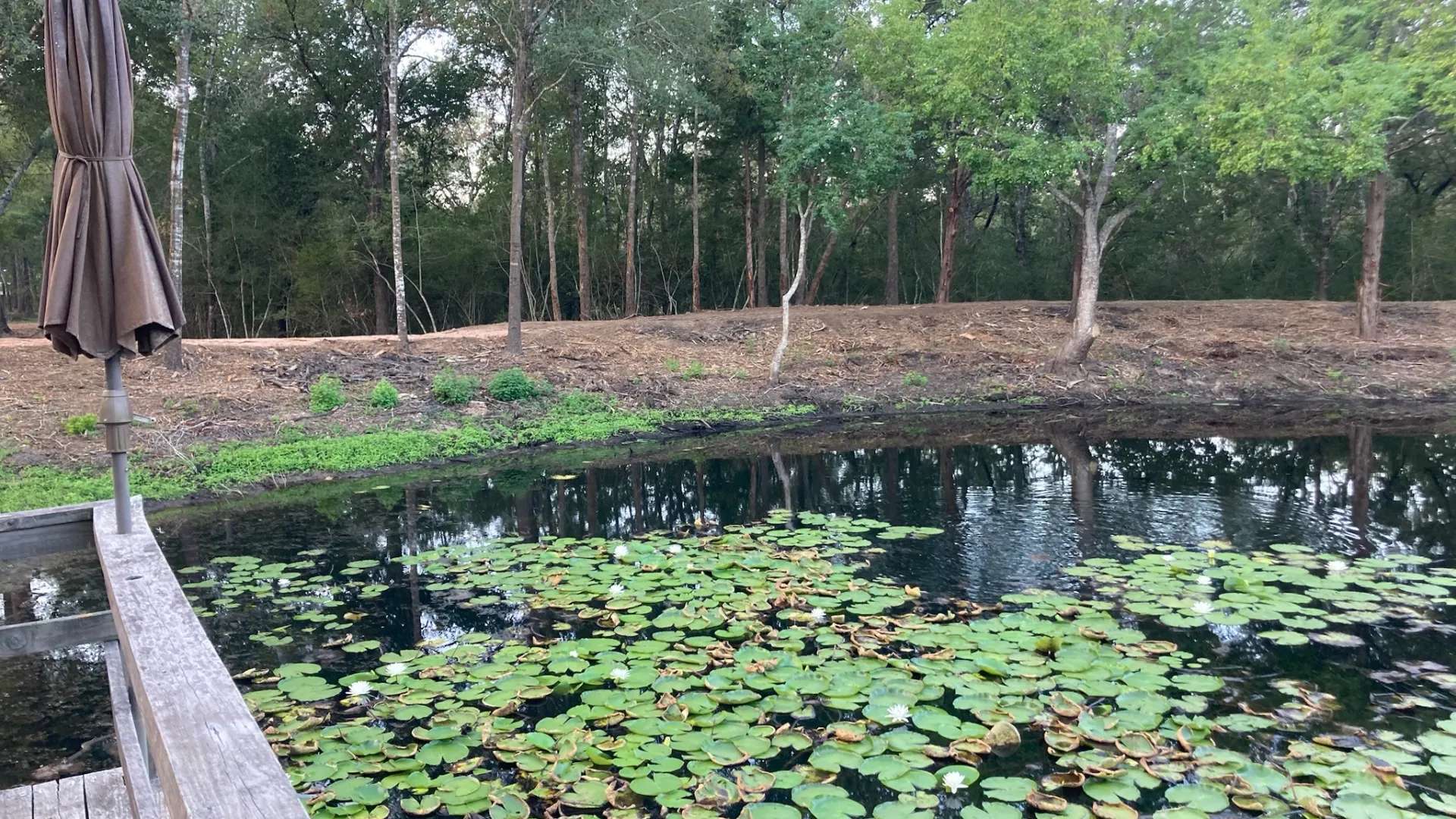 before water lilies limited water movement