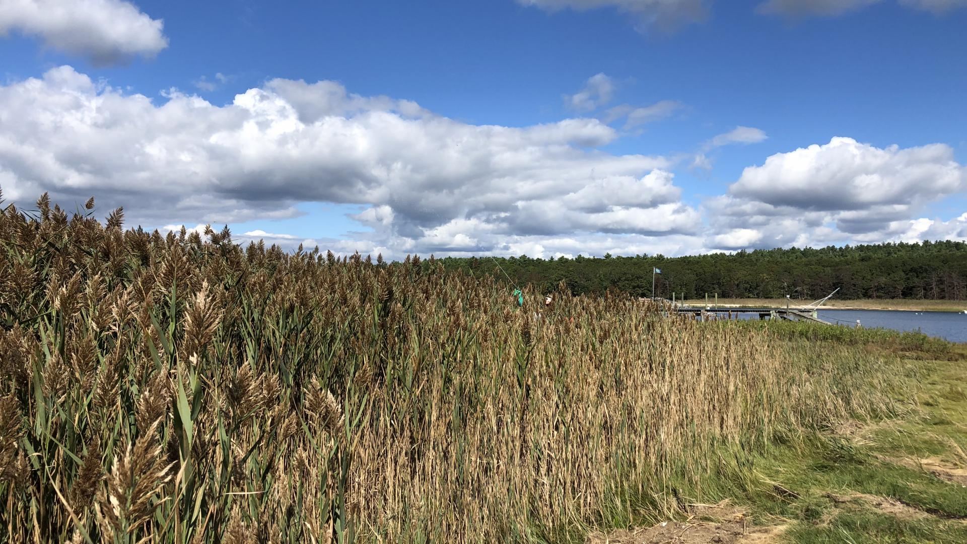 Before phragmites treatment 
