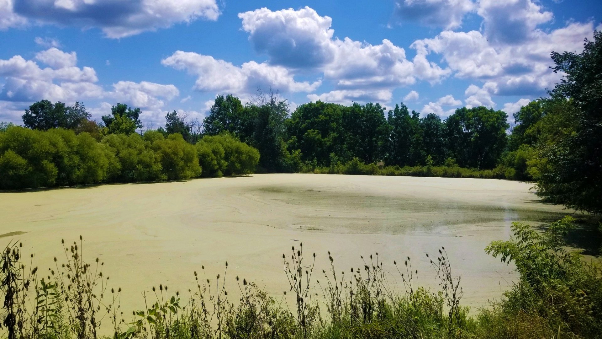 Before duckweed control | Jones Lake Management