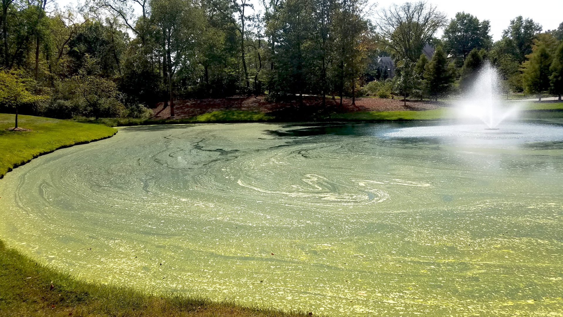 Before microbe regimen photo | Jones Lake Management