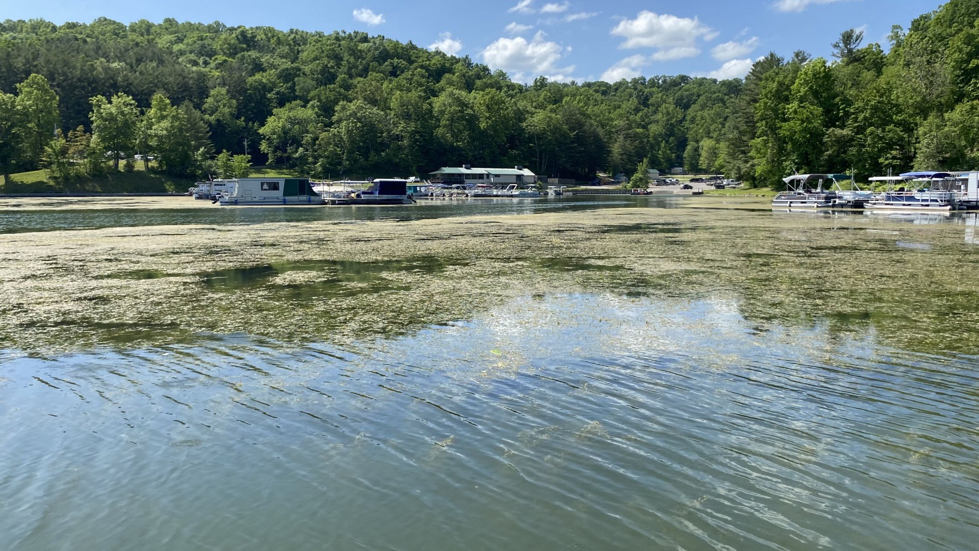 Before curlyleaf pondweed control | Jones Lake Management