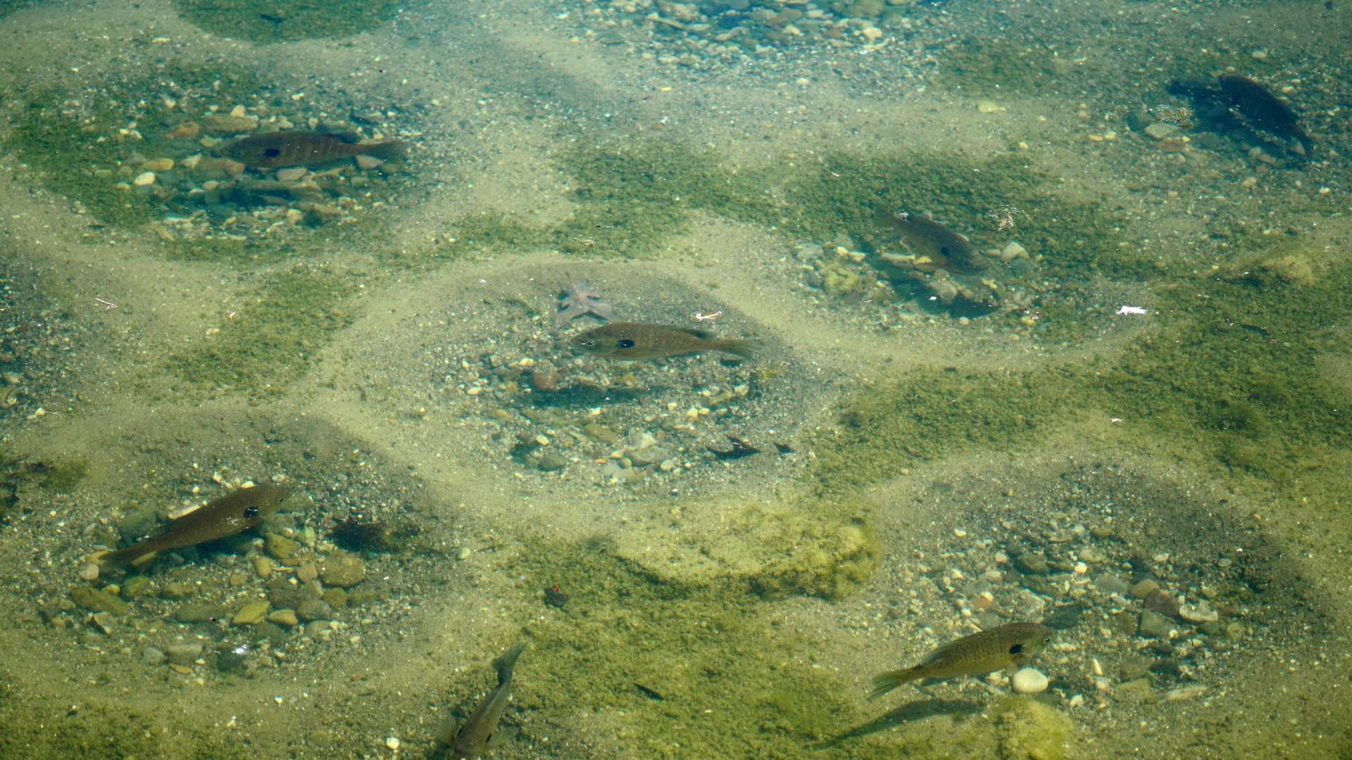 bluegill spawning beds on firm gravel pond bottom