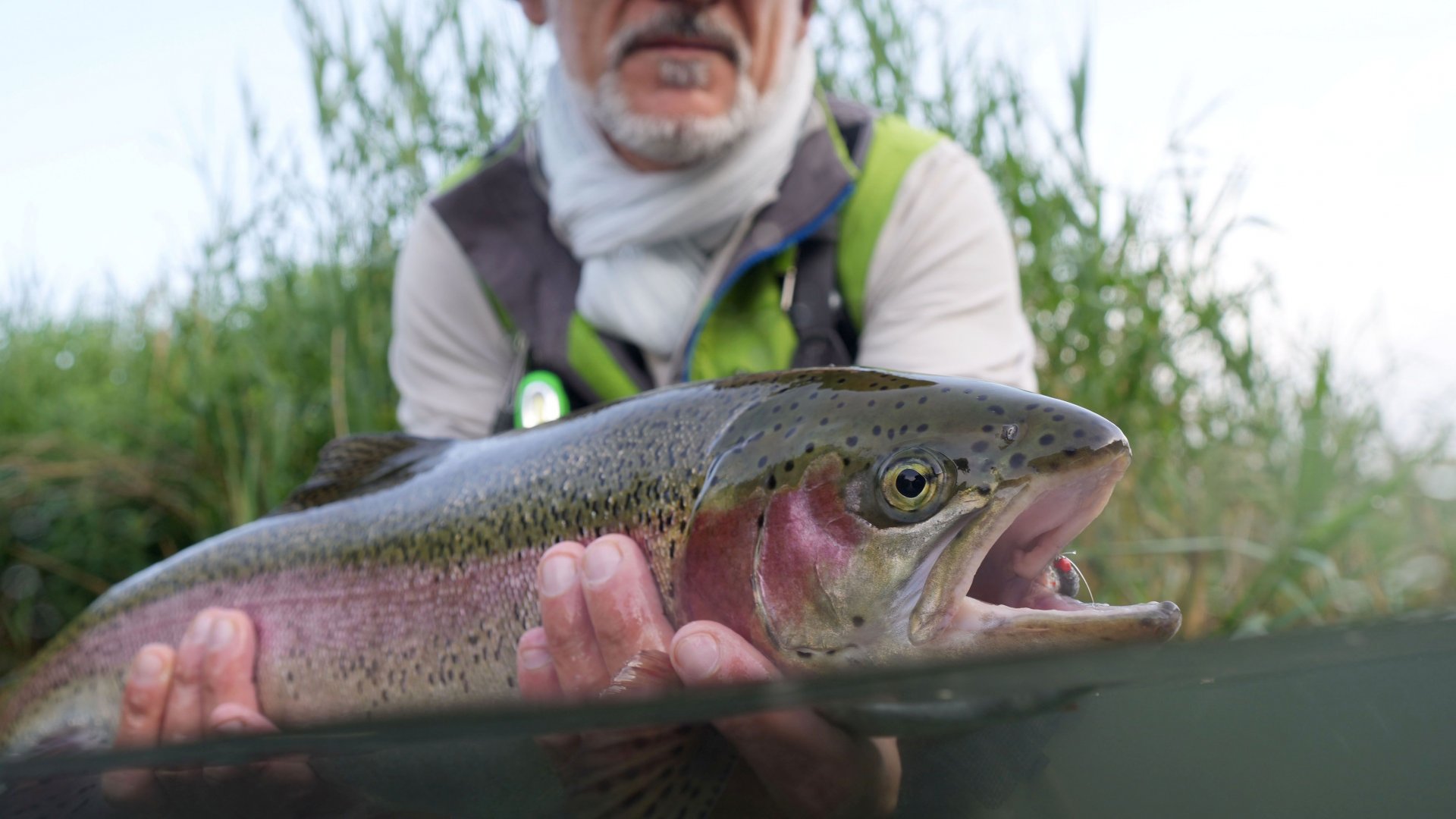 Large rainbow trout caught fly hi-res stock photography and images