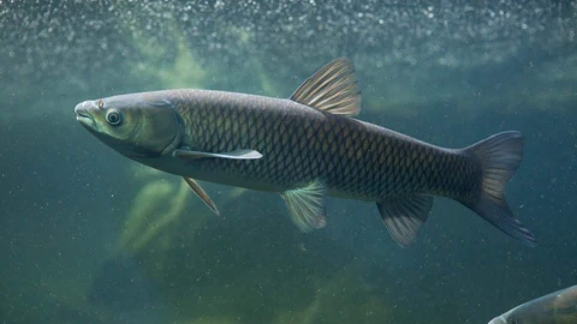 triploid grass carp