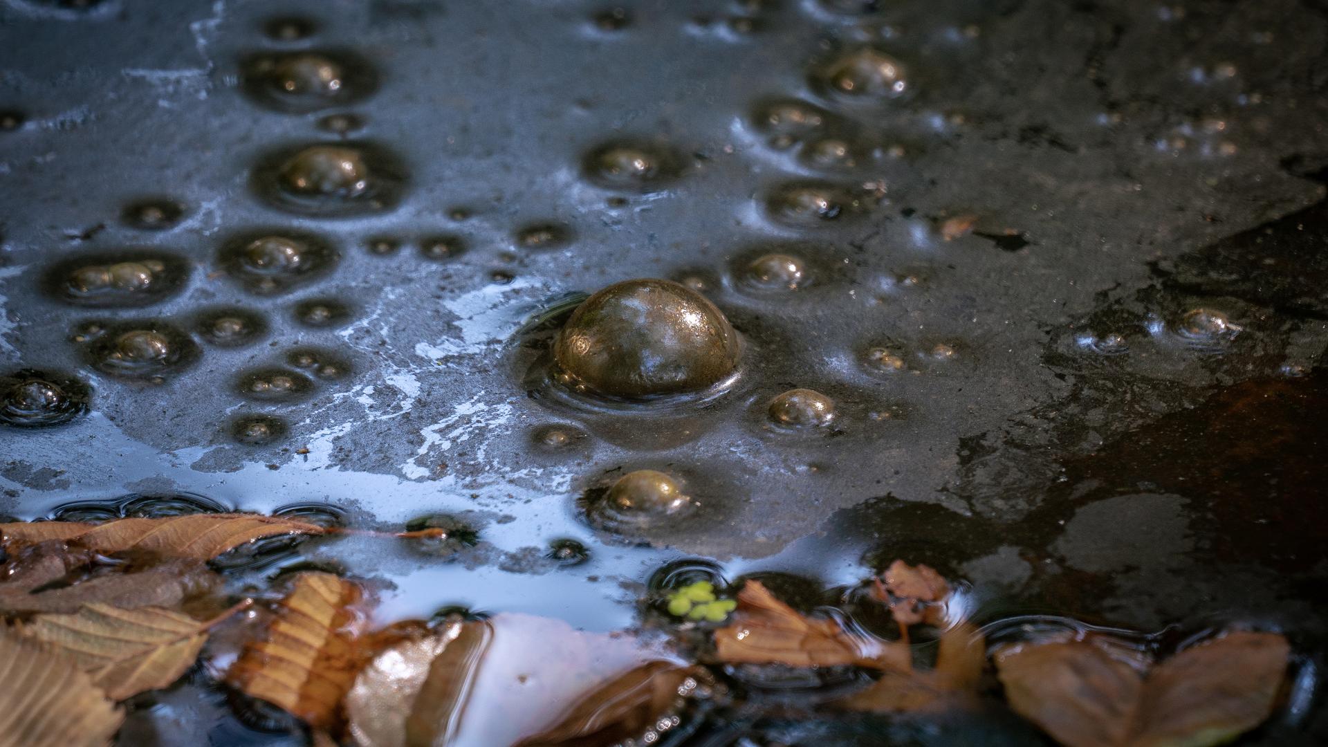 Scum and gas bubbles on pond surface