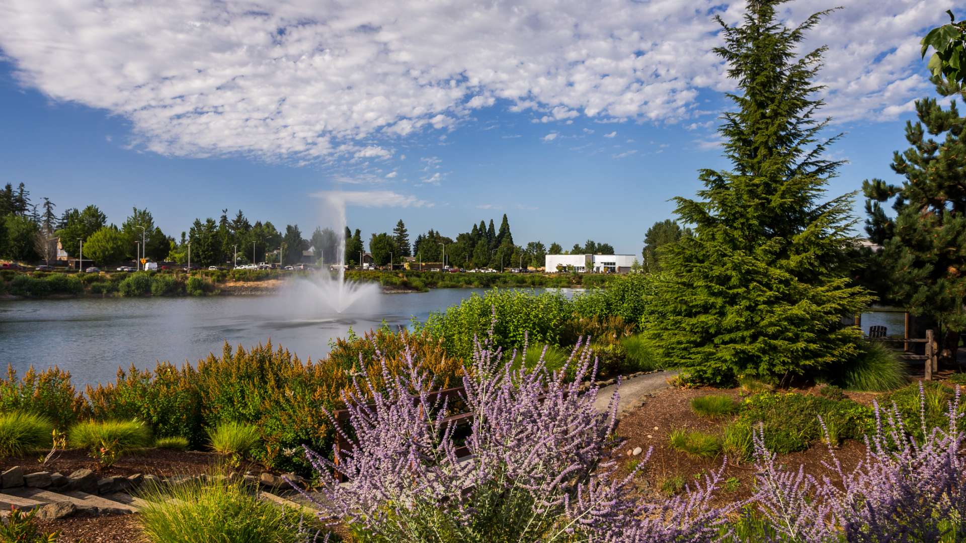 pond with ftn and vegetation around edges