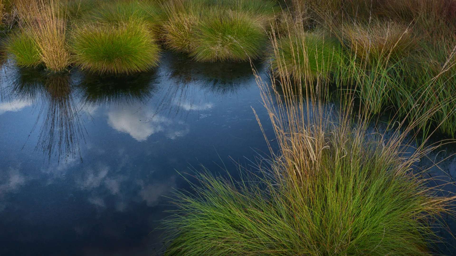 Wetland Planting Service | Jones Lake Management