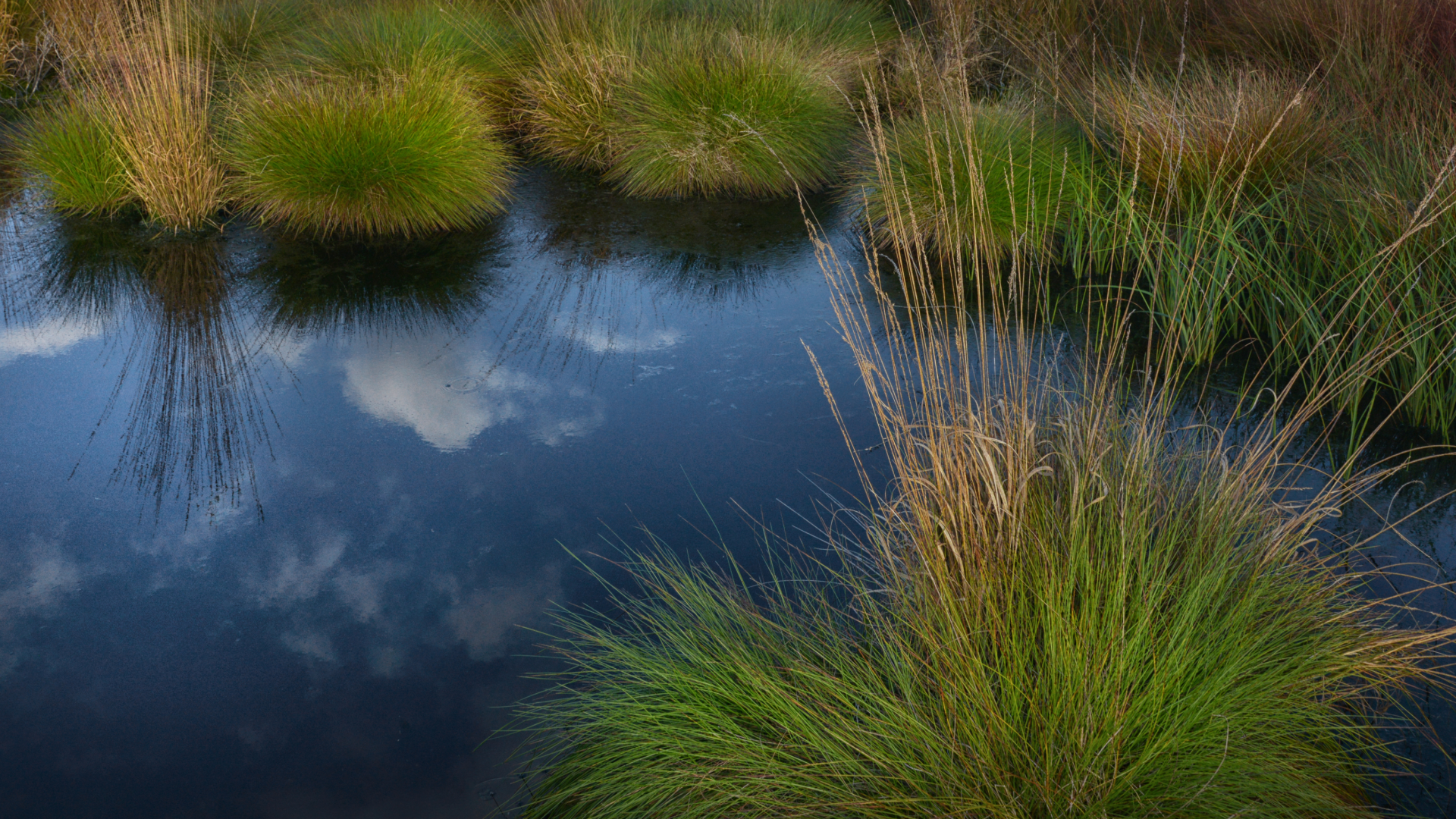 Wetland Planting Service | Jones Lake Management