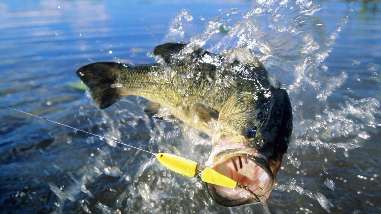 Largemouth bass biting on a lure