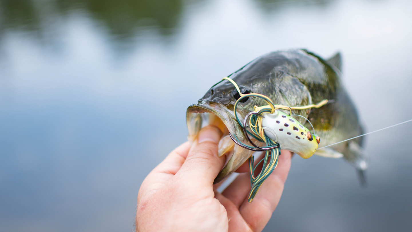 Fish Stocking - Fish Deliveries