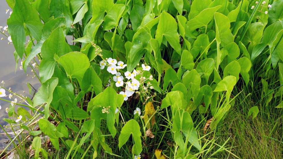 broadleaf arrowhead plant reinforces pond shorelines