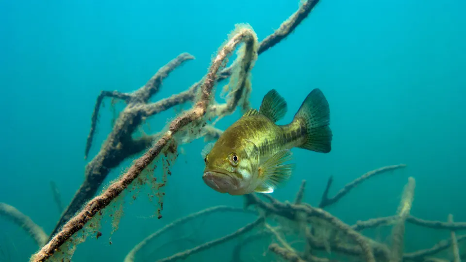 Jones Fish Hatchery and Distribitor