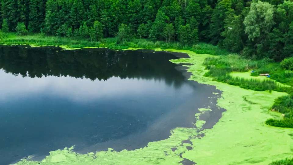 Aquatic Weed and Pond Algae Control | Jones Lake Management