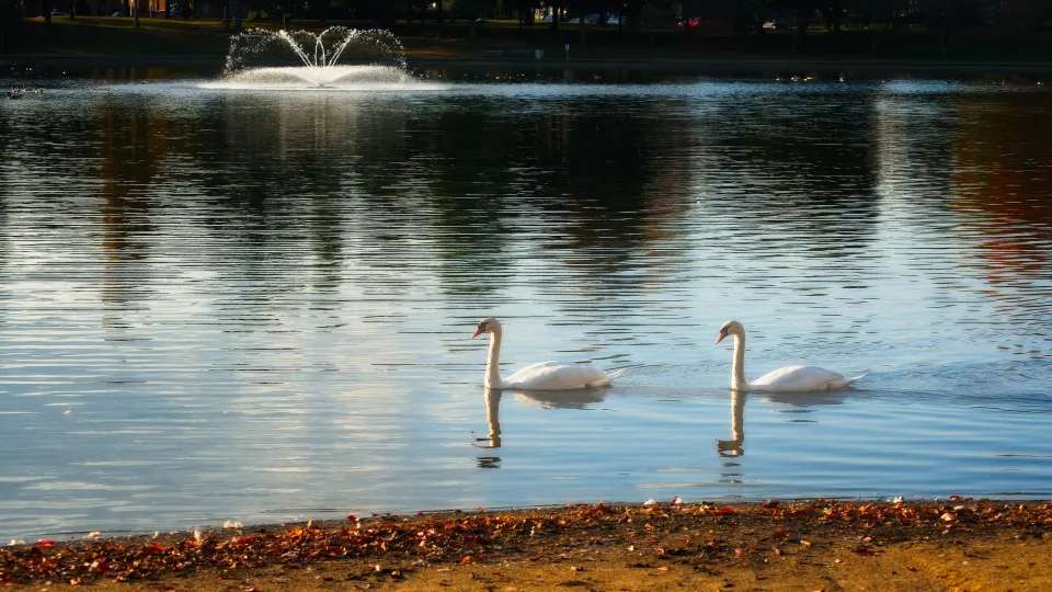 a pair of swans swim in a pond with a floating fountain 