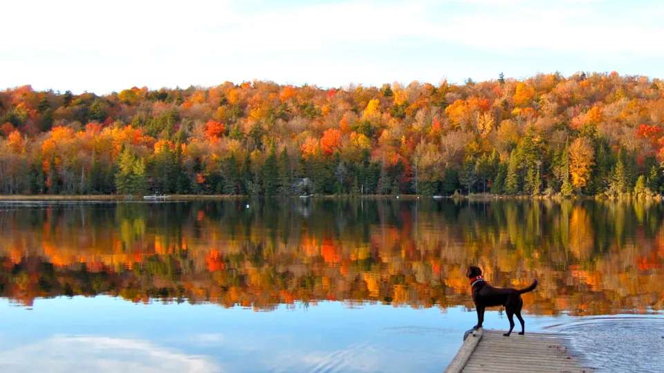 a dog stands at the edge of a wooden dock looking over a water
