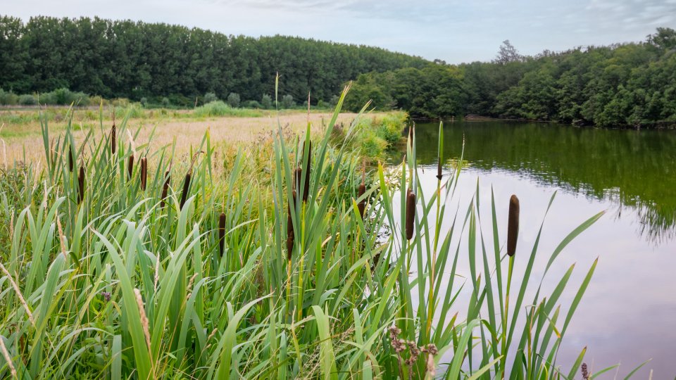 Cattail Control Service | Jones Lake Management