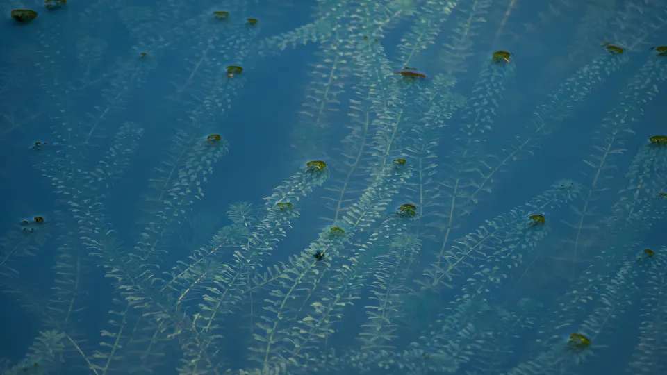 Aquatic Weed Control, Pond Weed Control | Jones Lake Management
