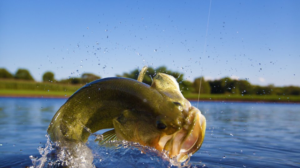 U.S. Farm-Raised Fish - Jones Lake Management