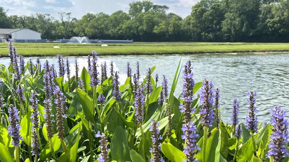 Wetland Planting Service, Marsh Plants | Jones Lake Management